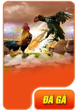 đá gà